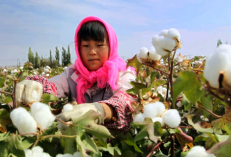 新疆棉花遮蔽与凸显中国人权问题
