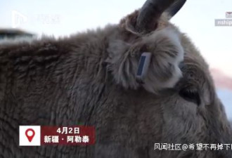 新疆牧民在家用北斗放牛 网友为BBC&quot;连夜赶稿&quot;