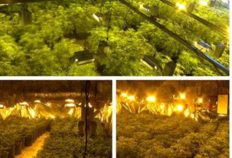 万锦华人夫妇违规种植大麻被指控！