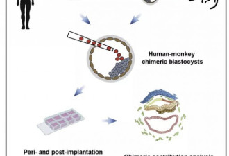 科学家造出“人-猴胚胎” 魔幻剧情开端？