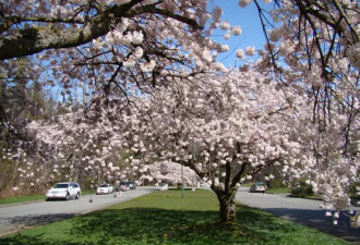 INS账号曝光加拿大华人在樱花树下的奇葩行为