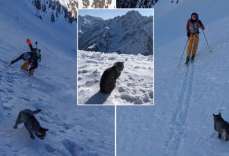 猫走失4天 跟不同登山客登顶3073米山3次