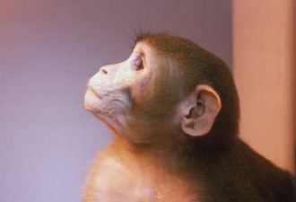 培育存活率较高&quot;人-猴混合胚胎&quot; 意味啥?