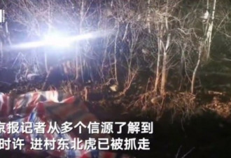黑龙江东北虎进村伤人：一掌拍碎车玻璃