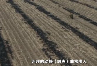 黑龙江东北虎进村伤人：一掌拍碎车玻璃