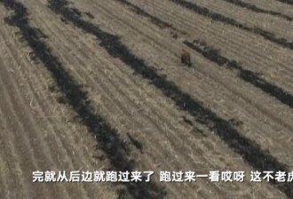 黑龙江东北虎进村伤人：一掌拍碎车玻璃