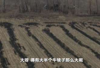 黑龙江东北虎进村伤人：一掌拍碎车玻璃