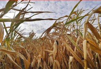 中国抢订美国秋收玉米 价格飙至8年新高