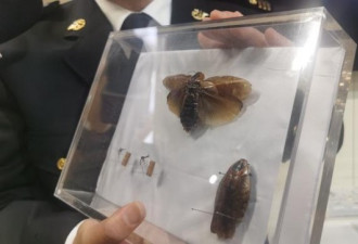 非洲蟑螂成新型宠物？淘宝一只卖100元