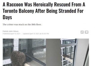 多伦多淘气浣熊被困18楼阳台好几天获救
