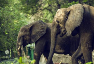 因财政危机 这国将出售“500头大象猎杀权”？