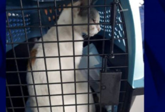 一只白猫向监狱运毒：脖子挂小袋子被抓