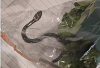 老妈买生菜，里面竟有一条毒蛇，活的