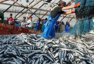 福岛海域鱼类辐射值超标 遭日本政府封杀