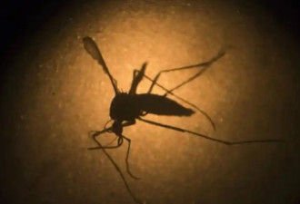 14.4万只蚊子将从美国飞出 前往各地交配…