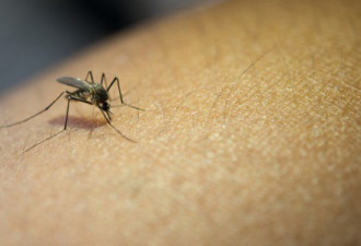 美国佛州“以蚊灭蚊” 拟放7.5亿只基改蚊 民怒