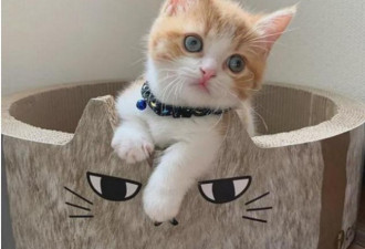 日本这只小奶猫火了 引百万网友围观