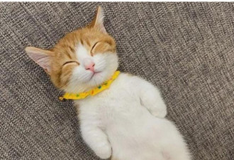 日本这只小奶猫火了 引百万网友围观
