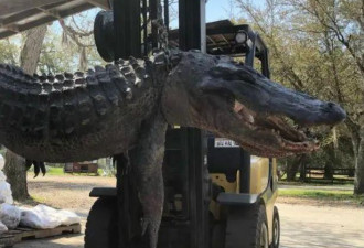 猎人捕近4米长巨鳄做香肠 胃里的东西太可怕！