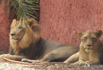 印度首例！尼赫鲁动物园8只亚洲狮确诊新冠
