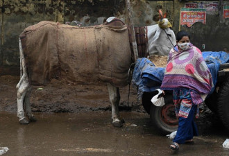 印度给牛配备血氧仪 官员怒讽：做牛比做人好