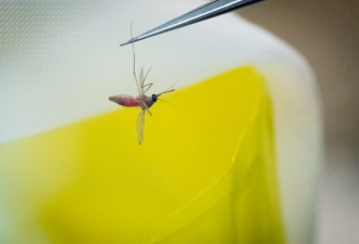 佛州释放10亿只改造蚊子 被痛骂“恐怖主义”