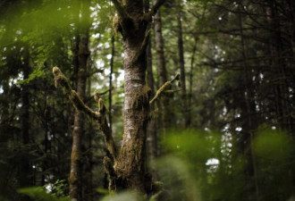 木材涨价，BC省小城森林保护区屡遭盗伐