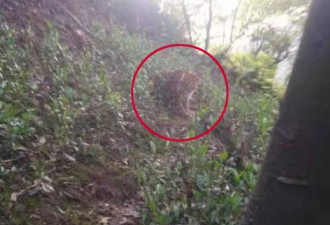杭州野生动物世界致歉:怕恐慌未及时报豹子出逃