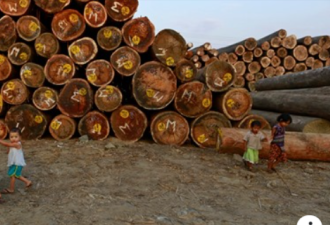 美国再次对缅甸木材和珍珠企业实施制裁