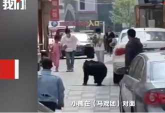 有熊朝我奔来！母女吓傻 马戏团出动围捕