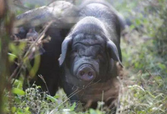 “猪芯片”遭卡脖子 中国本土猪濒危是事实吗？