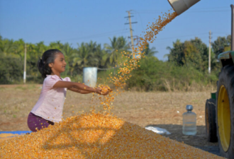 全球粮食紧张 美第4季玉米已被中国购买