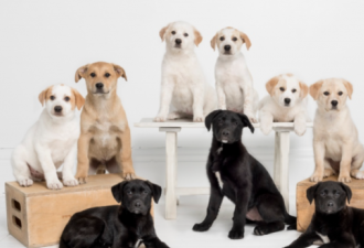 10只幼犬从垃圾厂中被救！90人争领养