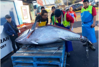 成精了！悉尼鱼市惊现271公斤巨型金枪鱼