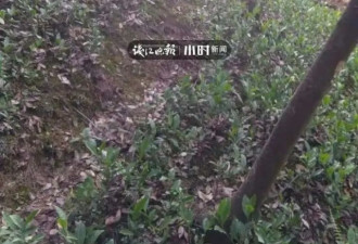 杭州小区出现豹子 知情人确认为动物世界出逃