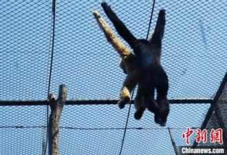 济南动物园“婚礼” 一对白颊长臂猿喜结连理