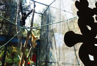 济南动物园“婚礼” 一对白颊长臂猿喜结连理