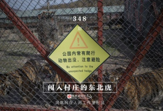 闯入村庄的东北虎 经历漫长隔离后它要去哪里？