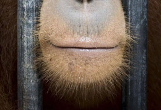 2021年环境摄影奖揭晓 “水边的大猩猩”夺冠