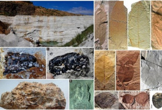福建发现热带化石库 2万多枚含虫琥珀生物群