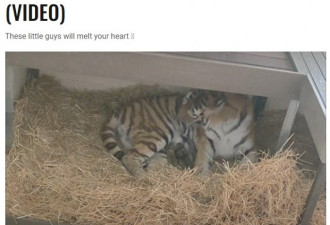多伦多动物园老虎喜添三宝宝