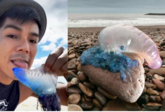 男子沙滩舔神秘蓝色水母 网民认出品种惊惧