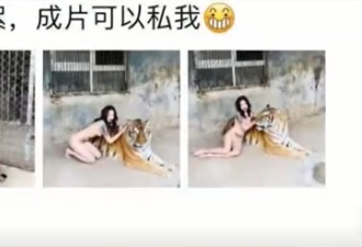 女子与老虎合拍全裸写真，多名男子围观拍摄