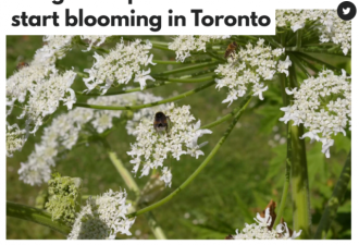 小心！加拿大最毒的植物开花了！路边常见