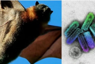 惊爆：澳洲蝙蝠验出致命病毒 当局警告