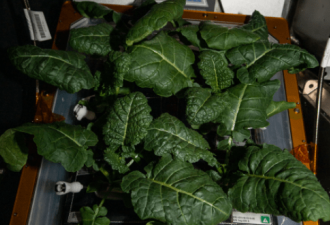 美国宇航局科学家在宇宙环境成功种植新鲜蔬菜
