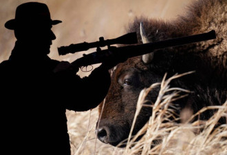 大峡谷12头野牛快哭了  4.5万名猎人申请捕杀