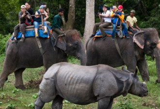新冠疫情如何影响尼泊尔大象的命运？