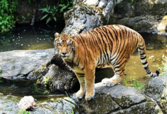中国安徽动物园传死亡意外 饲养员遭老虎袭击