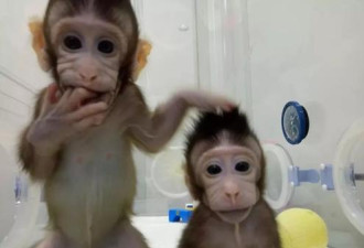 从2300美元涨到9200美元,中国实验用猴短缺